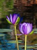 Purple Waterlilies